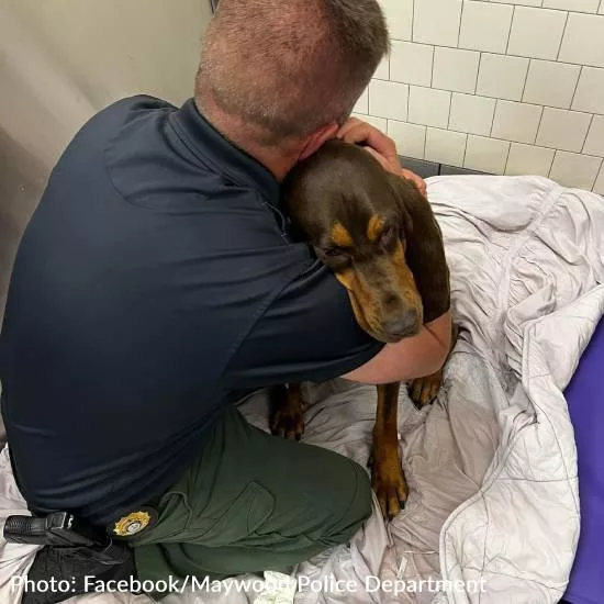 Farewell to a Hero: Beloved New Jersey Police Bloodhound Who Saved Lives and Nabbed Criminals Passes Away