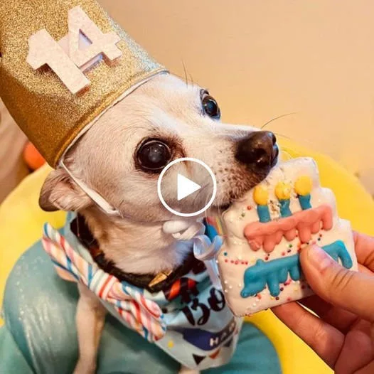 “A Heartwarming Celebration: Dexter’s Beloved Blind Canine Turns 14 Today!”