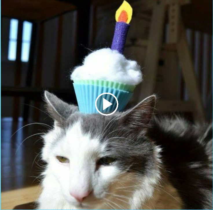“Join the Birthday Bash of our Cute Feline Friend: Let’s Celebrate!”