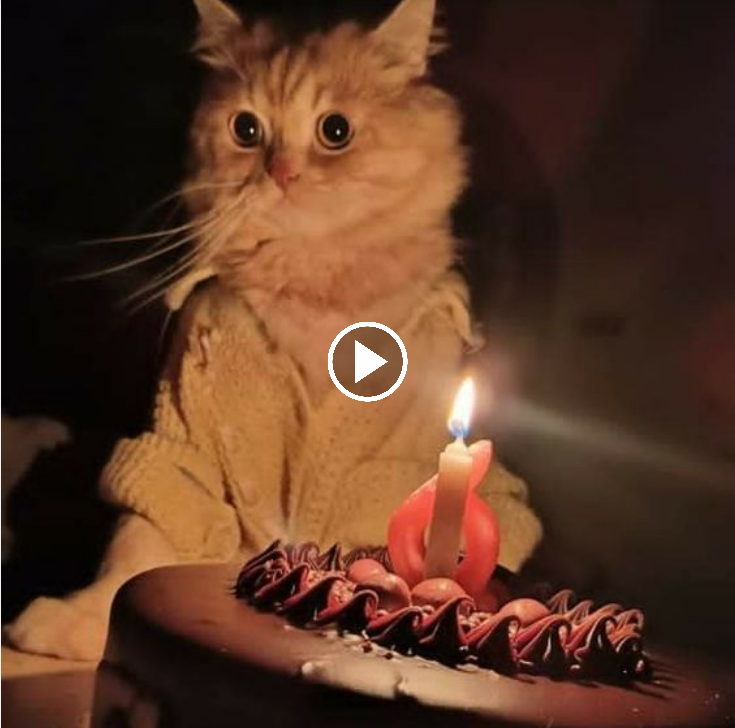 “Let’s Paw-ty! Celebrate Our Feline Friend’s Birthday with Fellow Cat Enthusiasts 🐾🎉”