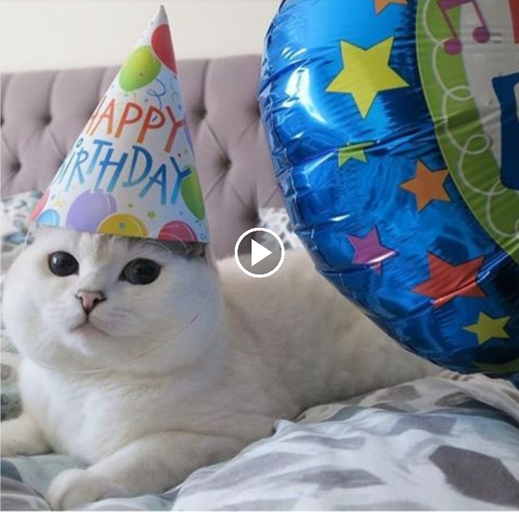 “A Feline Celebration: Honoring a Sweet and Gentle White Fur Cat on Its Birthday!”