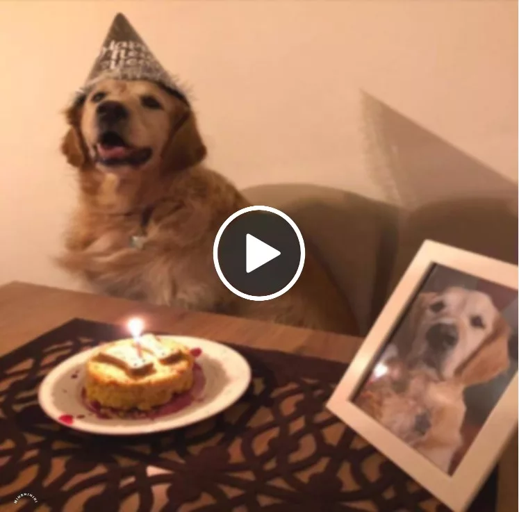 “A Heartwarming Birthday Celebration: A Golden Pup’s Joyful Moment Despite Losing His Twin Brother”