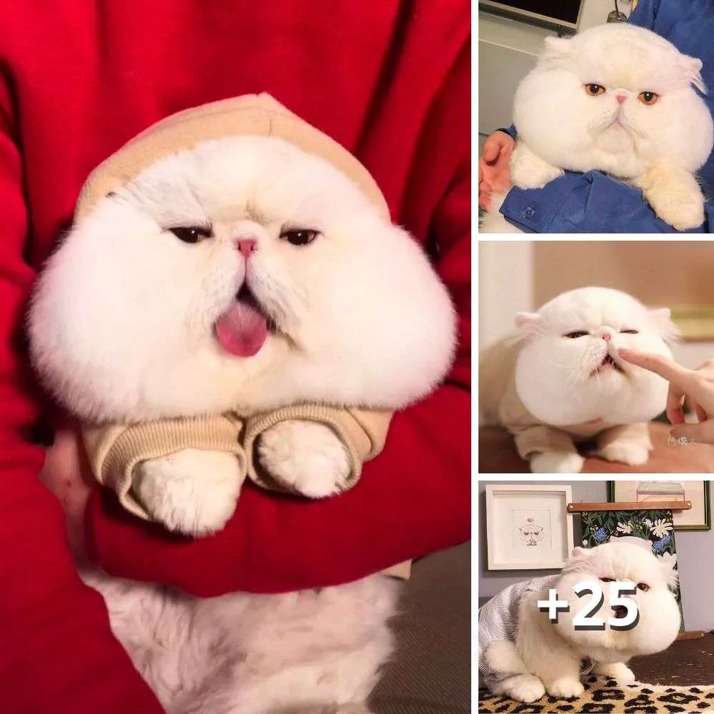 Fen Fen: The Adorable Internet Sensation with Cheeks That Win Hearts