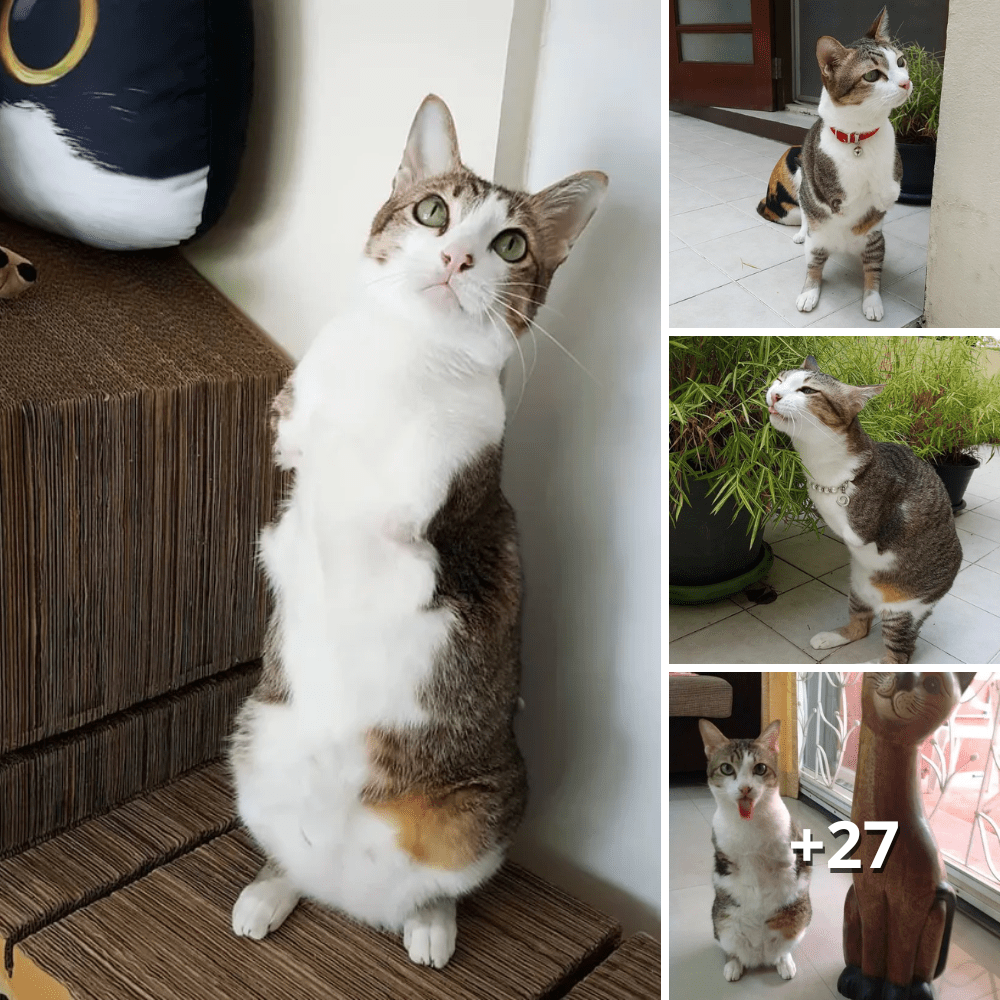 Living Life to the Fullest: The Inspirational Journey of a Feline with Two Legs