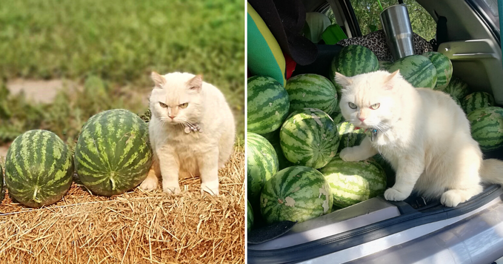 Encounter Pearl: The Cantankerous Security Feline and Overseer of a Melon Plantation