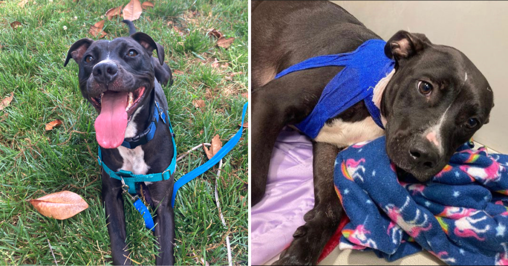 “Miracle Pup Endures Bullet Wound but Faces Dire Fate with No Home in Sight”