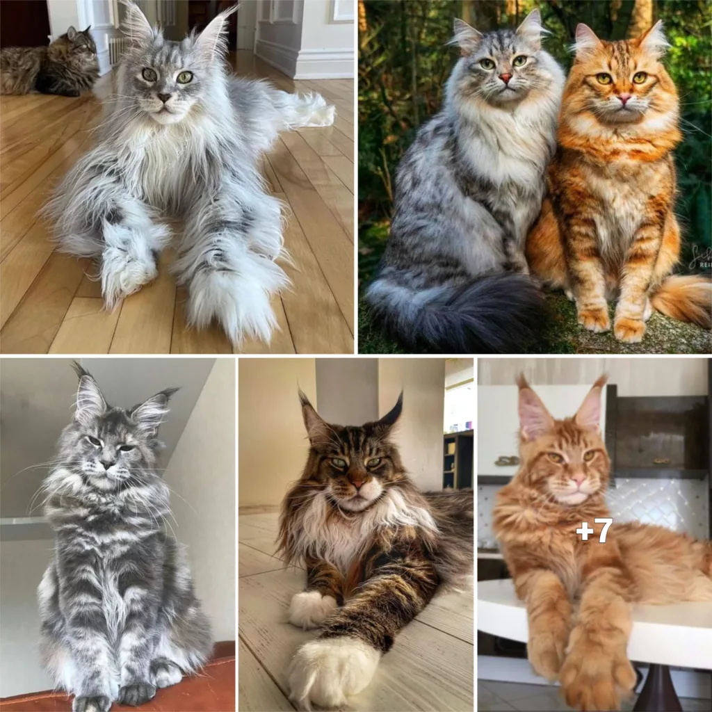 “Cats of the World: 10 Enchanting Breeds to Admire”