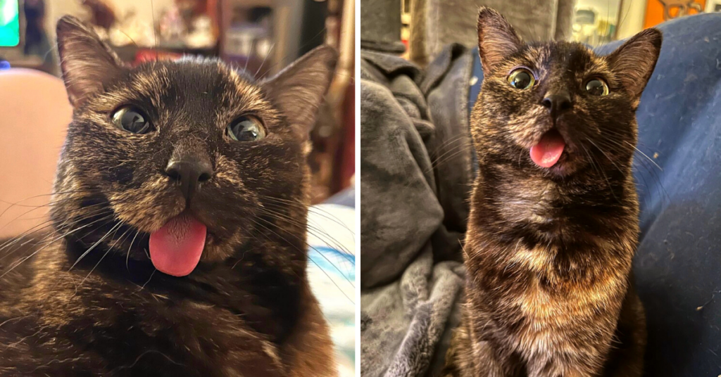 “Adorable Feline with Unique Jaw Captivates Hearts after Being Rescued from Parking Lot with Playful Bleps”