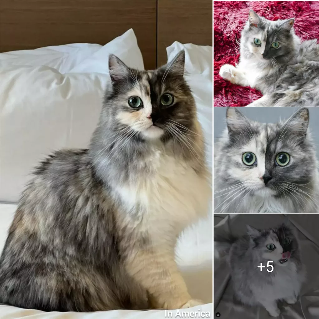 “Geri the Extraordinary Chimera Cat: The Internet’s Feline Star”