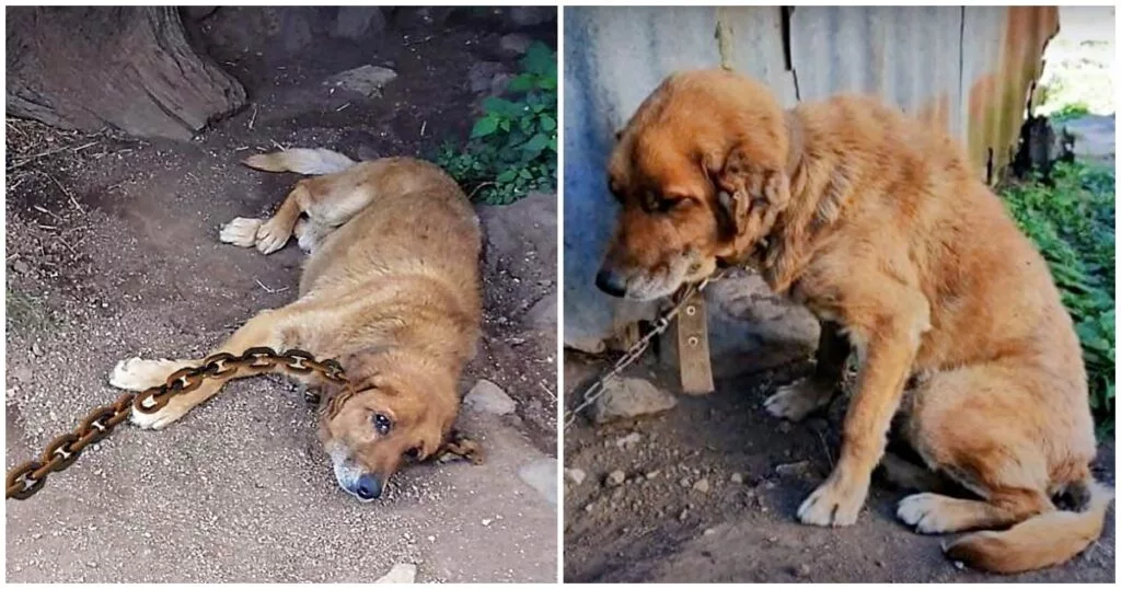 Title: The Incredible Story of a Dog’s Unwavering Hope for a Better Life After Years of Neglect and Chained Up in Dirt.